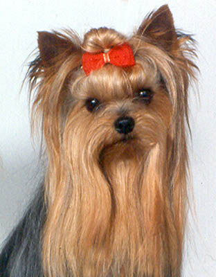 Cevin Croquet Golightly