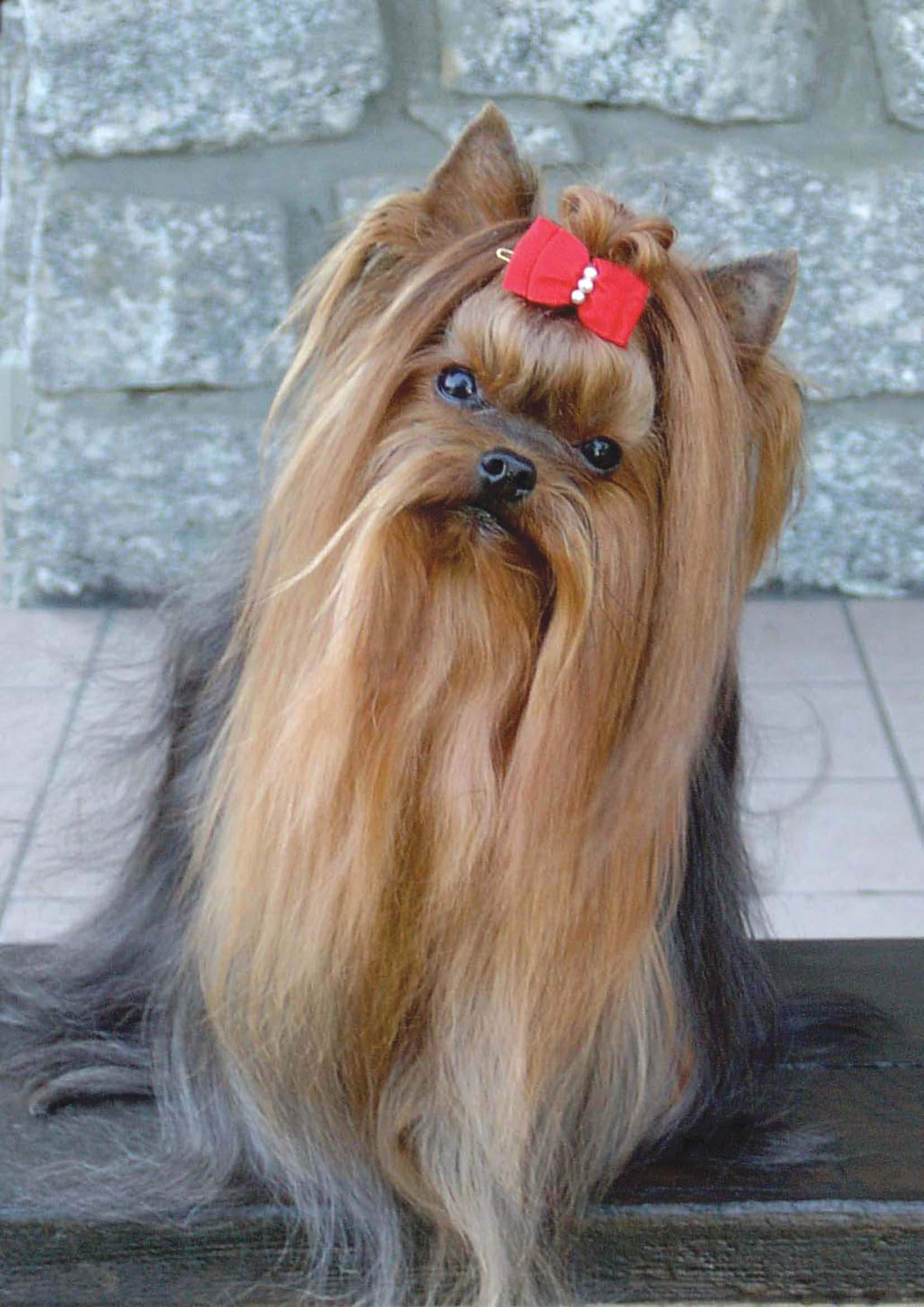 Curly Clementine Golightly